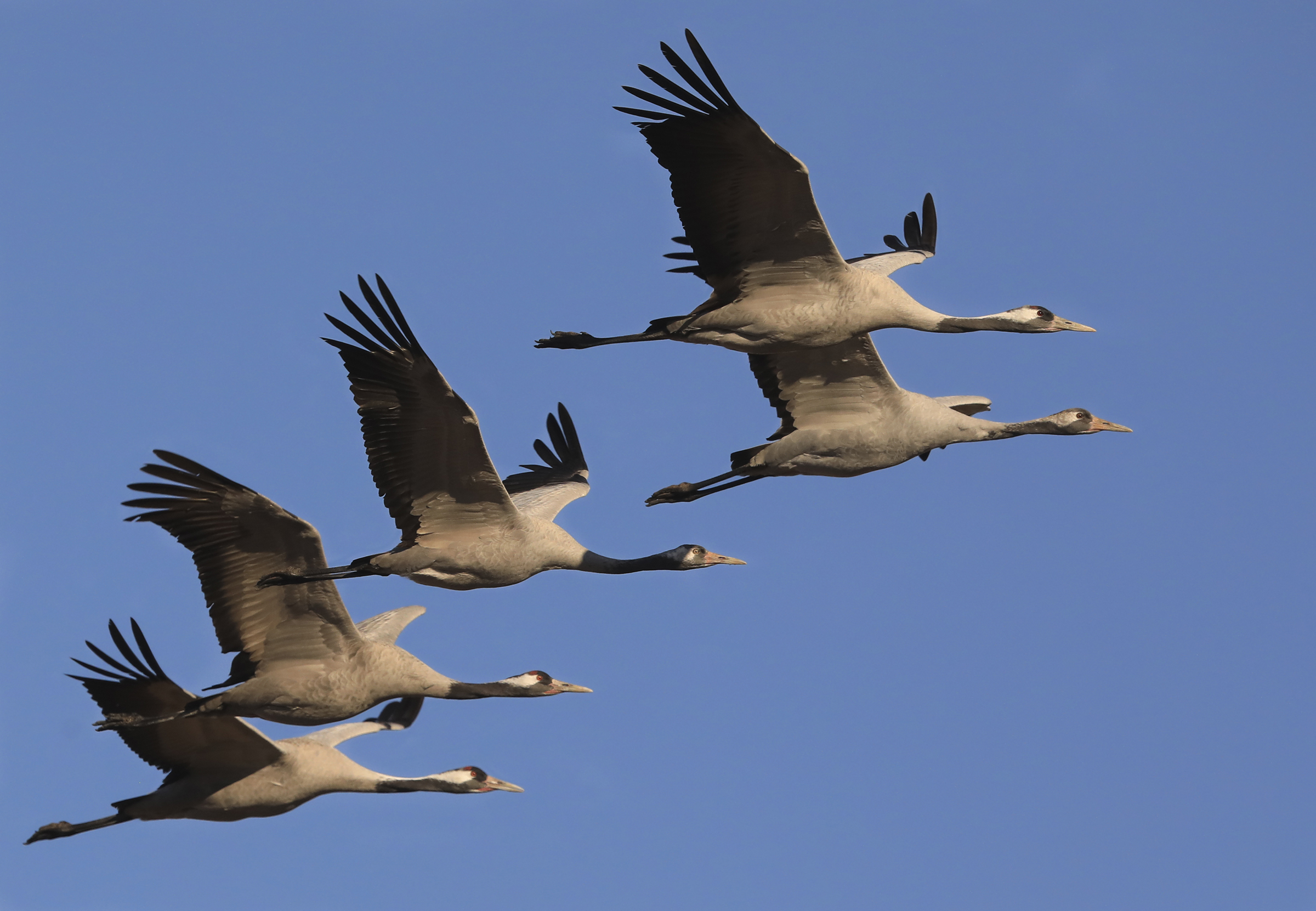 crane in flight