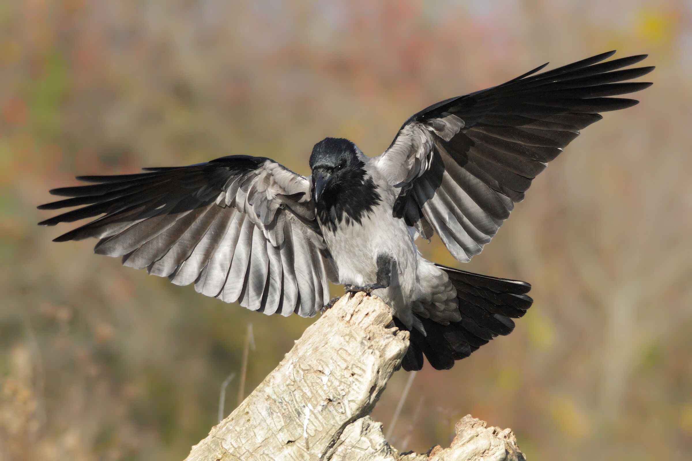 Cornacchia ad ali spiegate