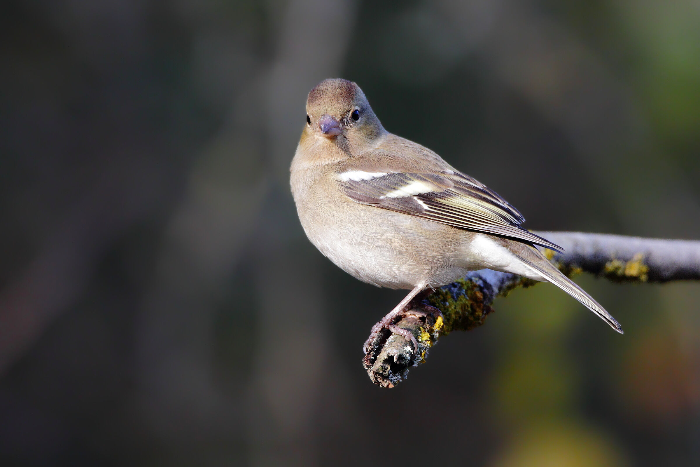 Fringuello (femmina) al capannino