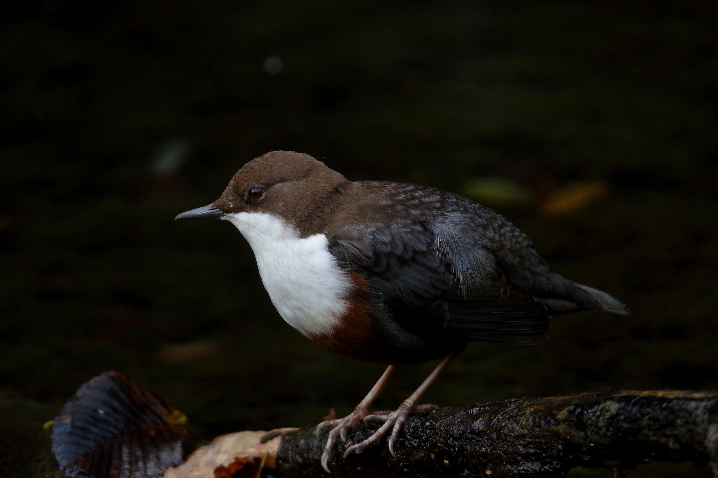 in the winter darkness