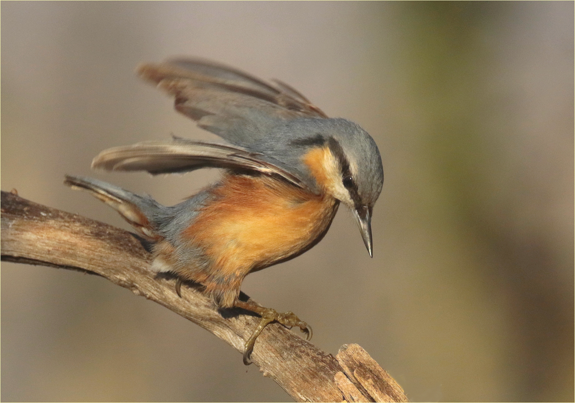 ,, Mason Woodpecker in an unusual pose,