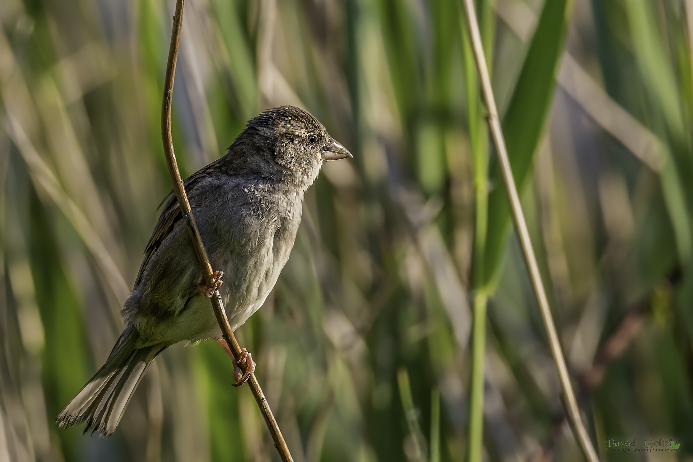 Passero di casa (Passer domesticus)