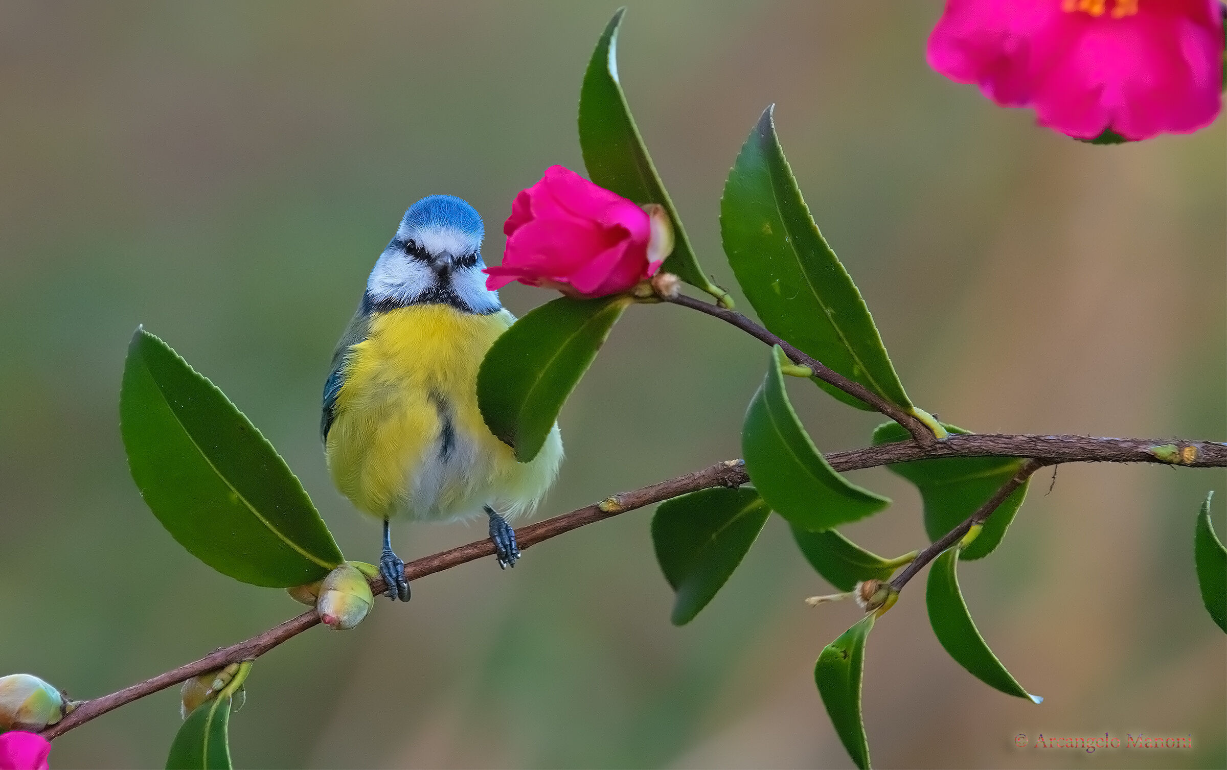 Hide-and-seek with camellia