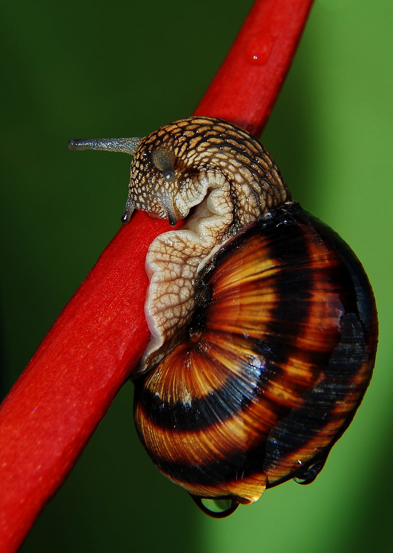 Chiocciola su foglia rossa arrotolata