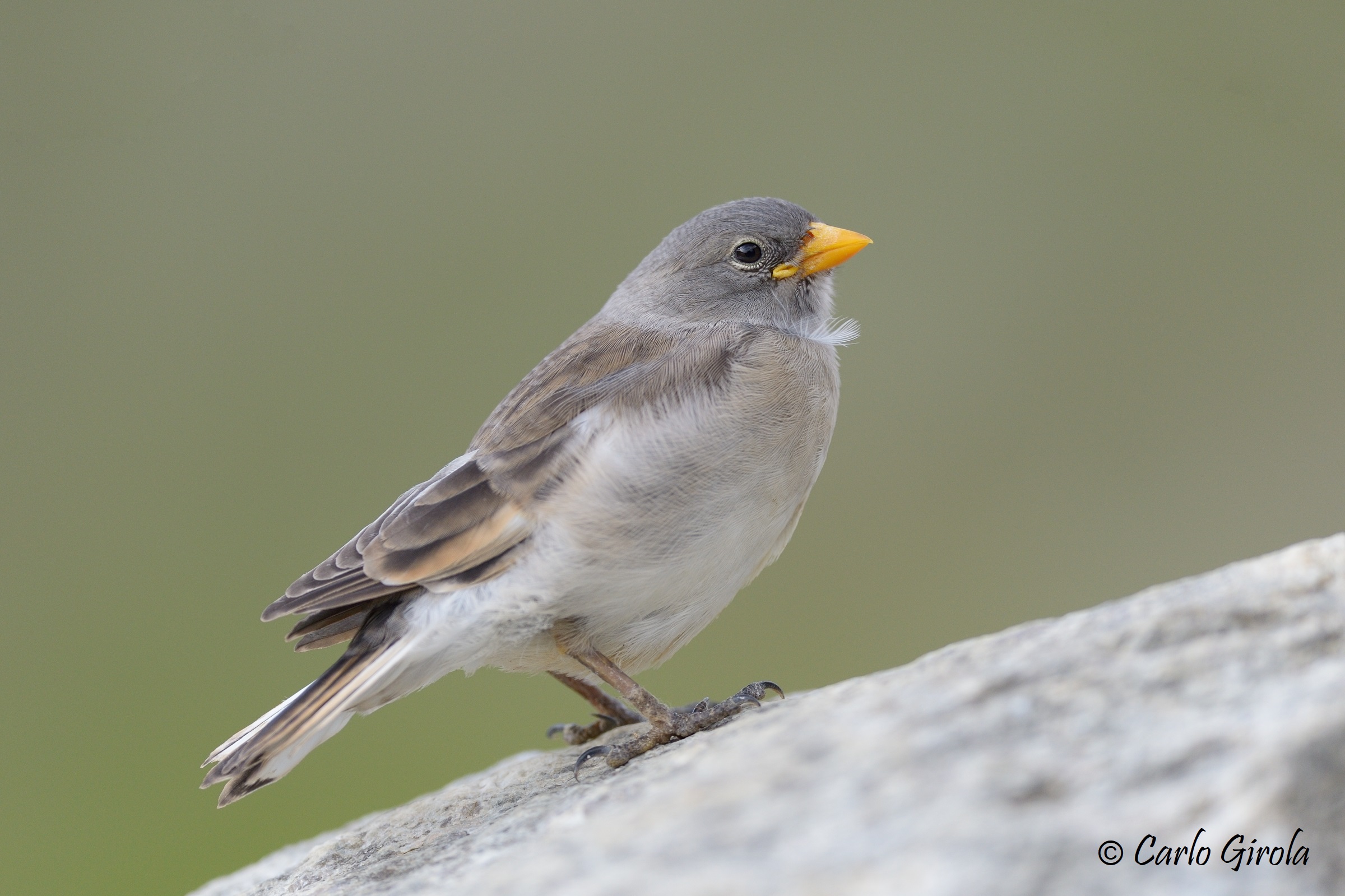 Alpine Finch (Montifringilla nivalis)