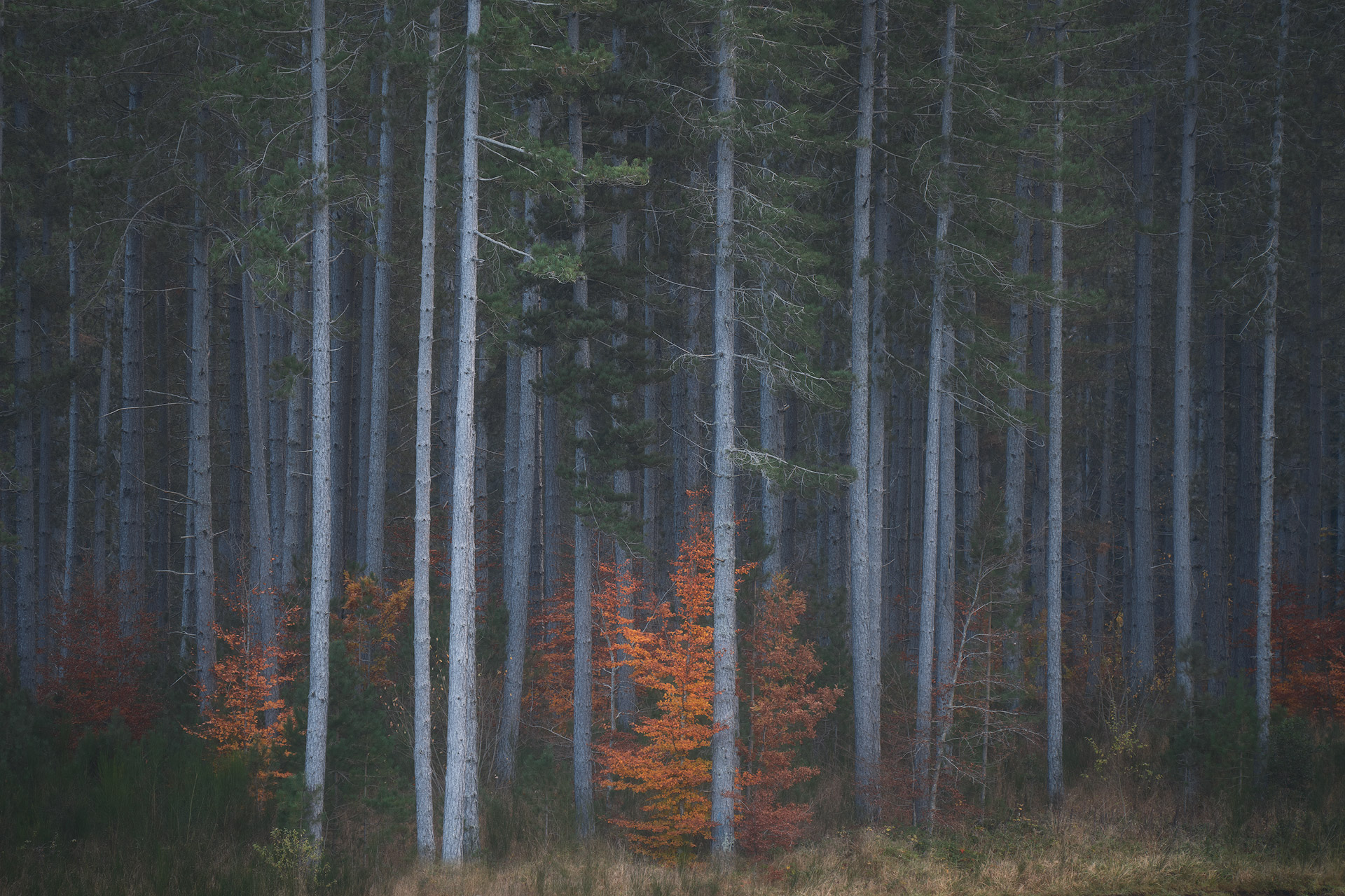 Little red riding hood