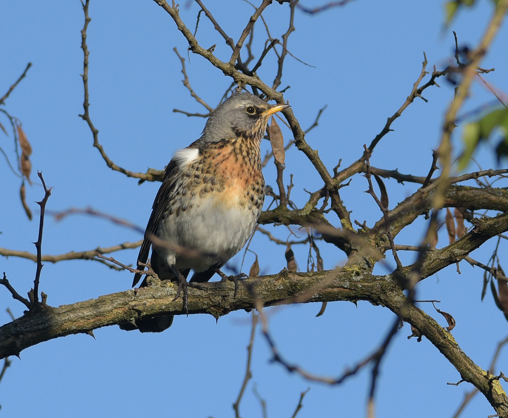 a view from the roost of cesene after the snowfall