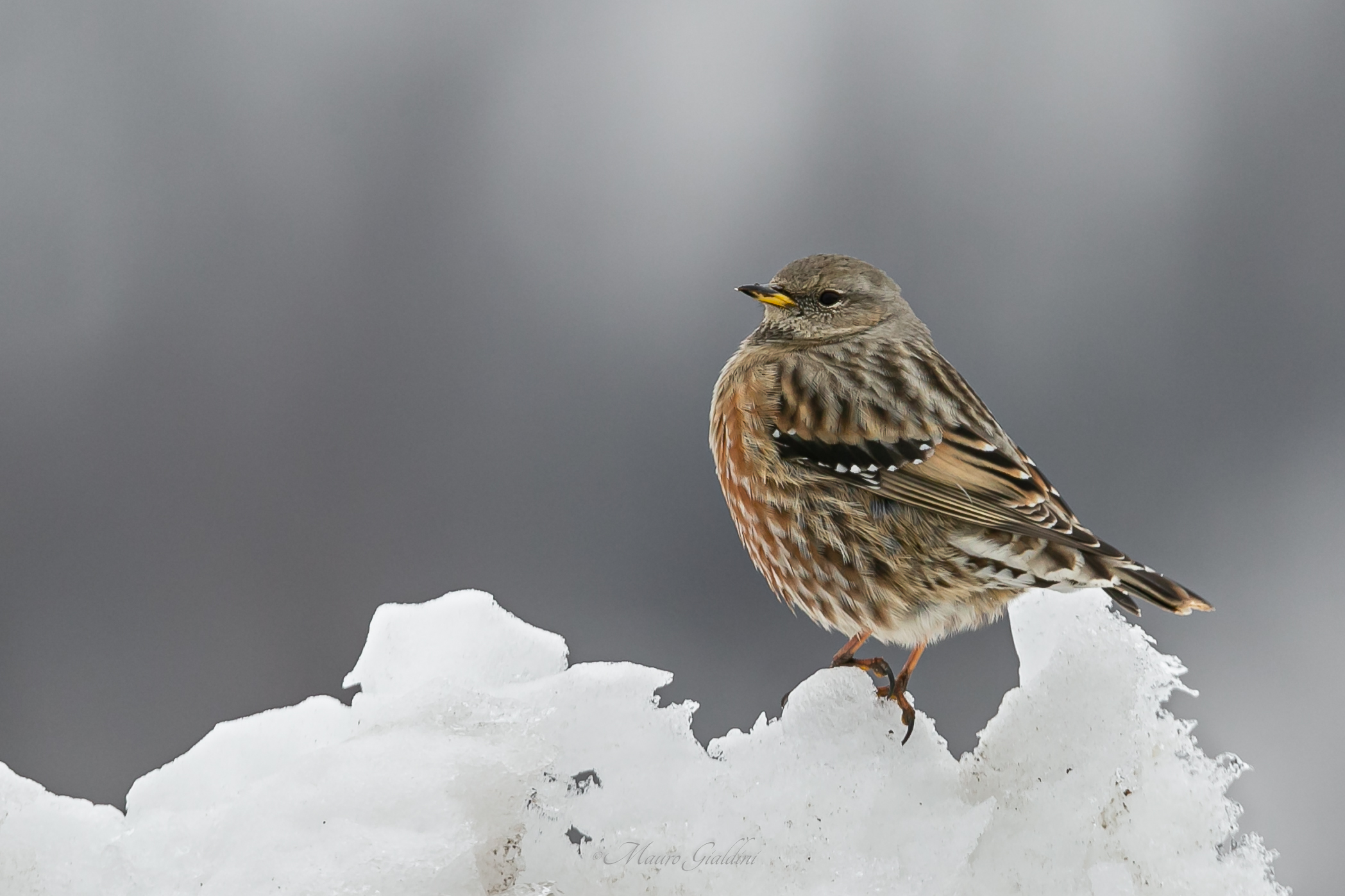 The Sordone (Prunella collaris)