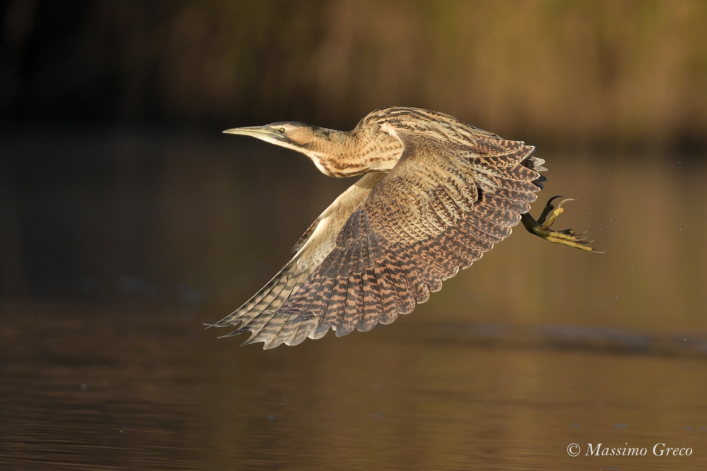 Tarabuso (Botaurus stellaris)