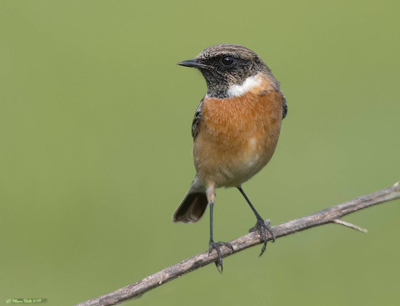 Male Saltimpalo (Saxicola torquatus)