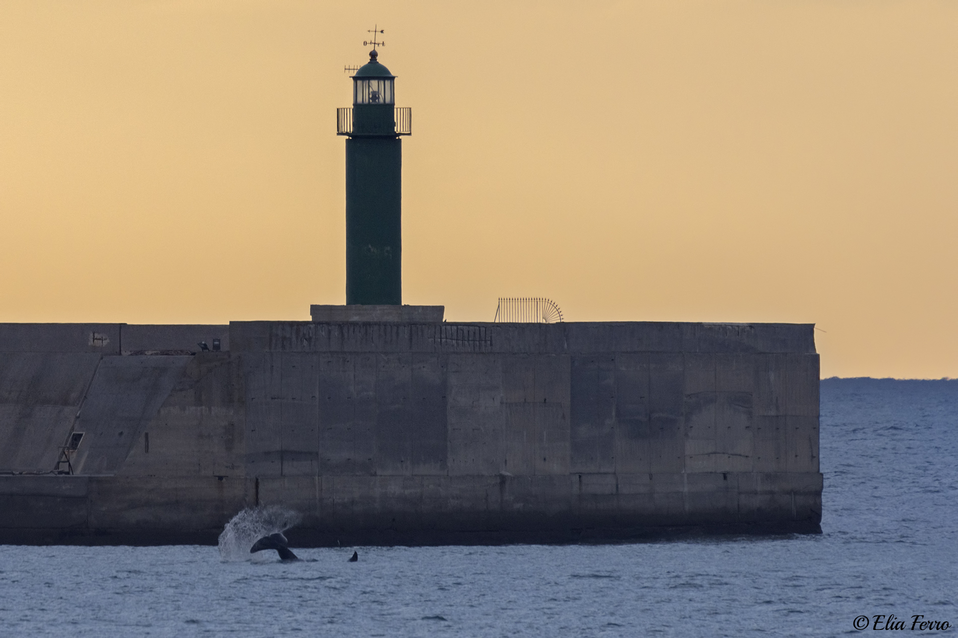 Lo schiaffo dell' orca