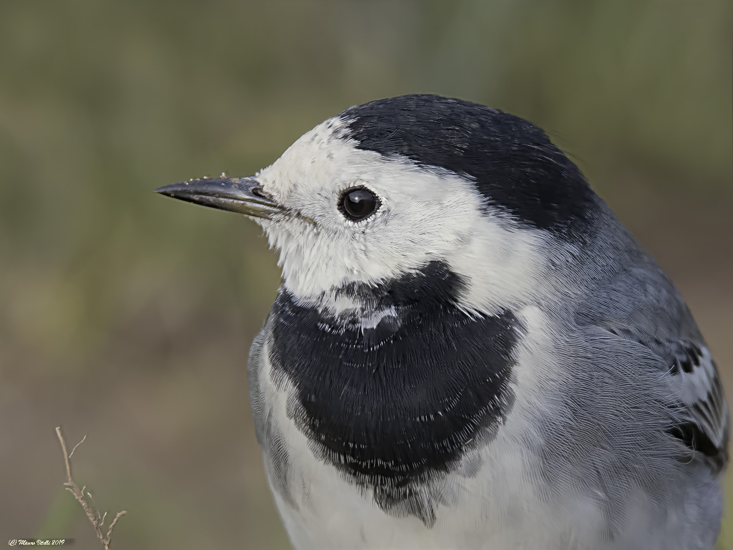 White Dancer (Motacilla Dawn)