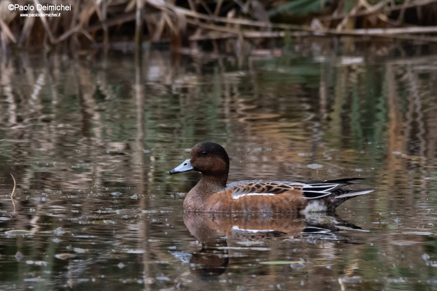 Fischione sulle acque del biotopo