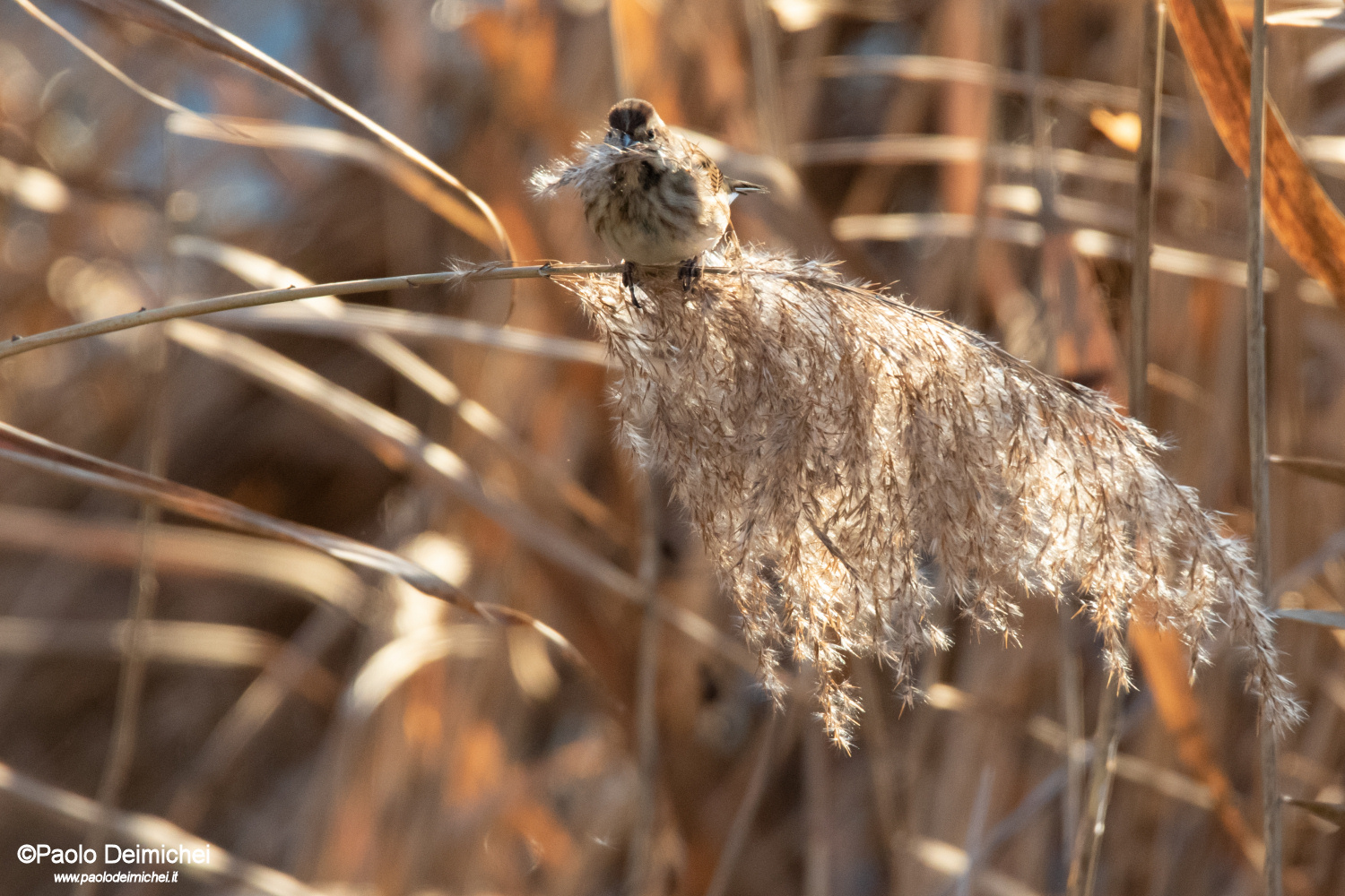 Migliarino di palude, in alimentazione sul canneto