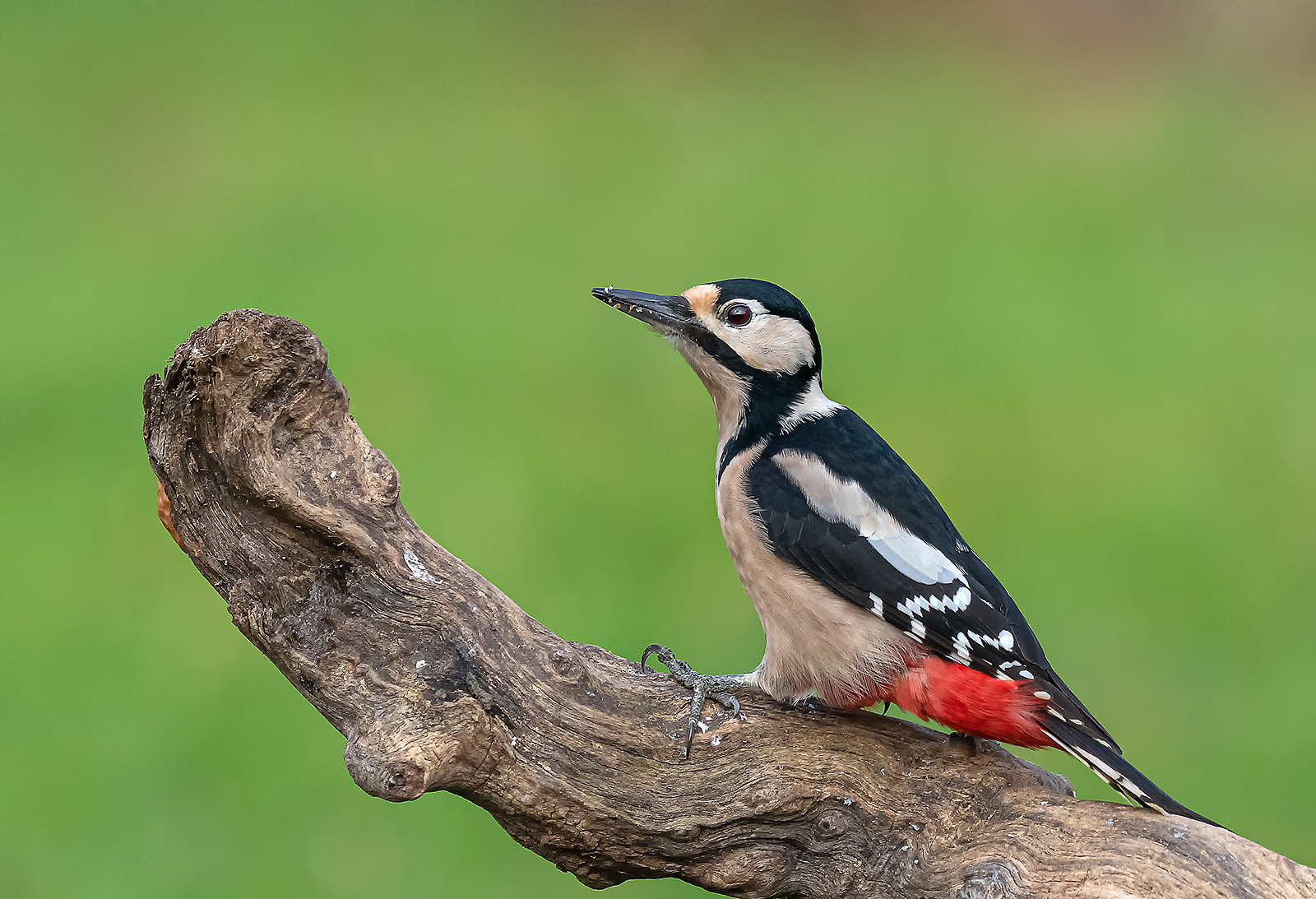 Woodpecker