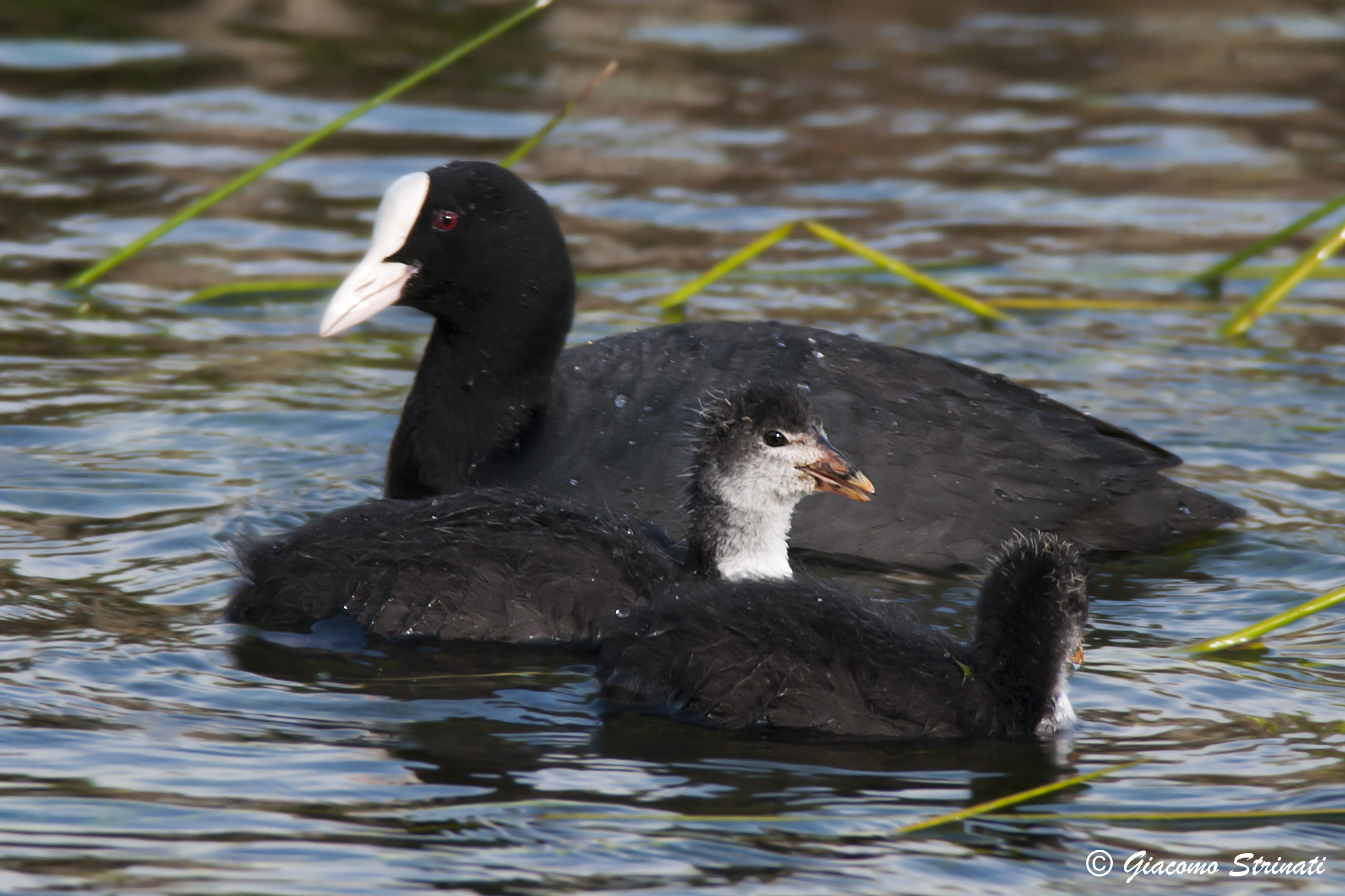 Folaga (Fulica atra, Linnaeus 1758)