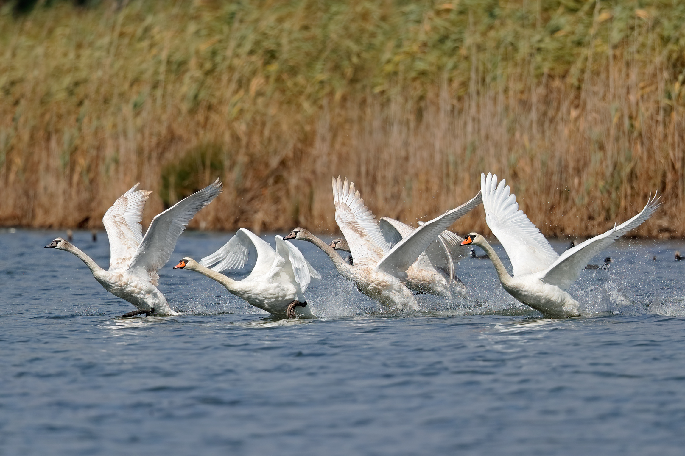 The departure of the royal swans