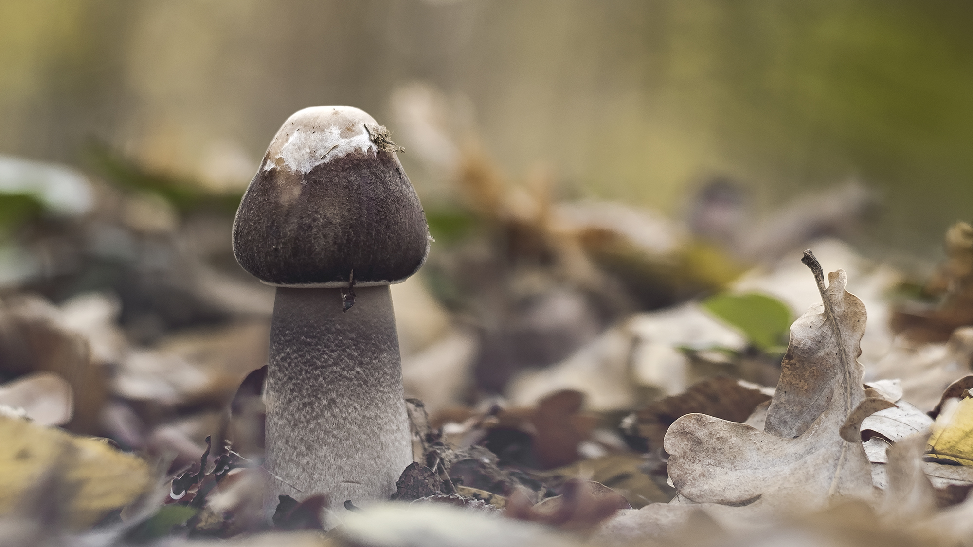 germoglio in novembre