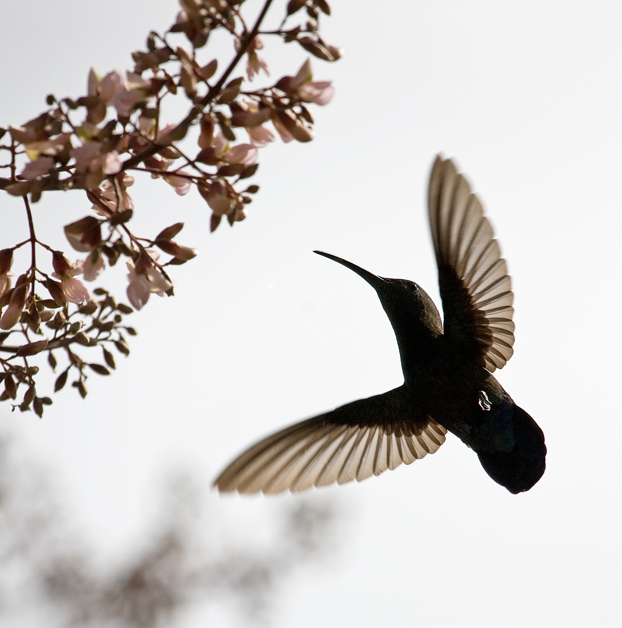 Humming bird 1