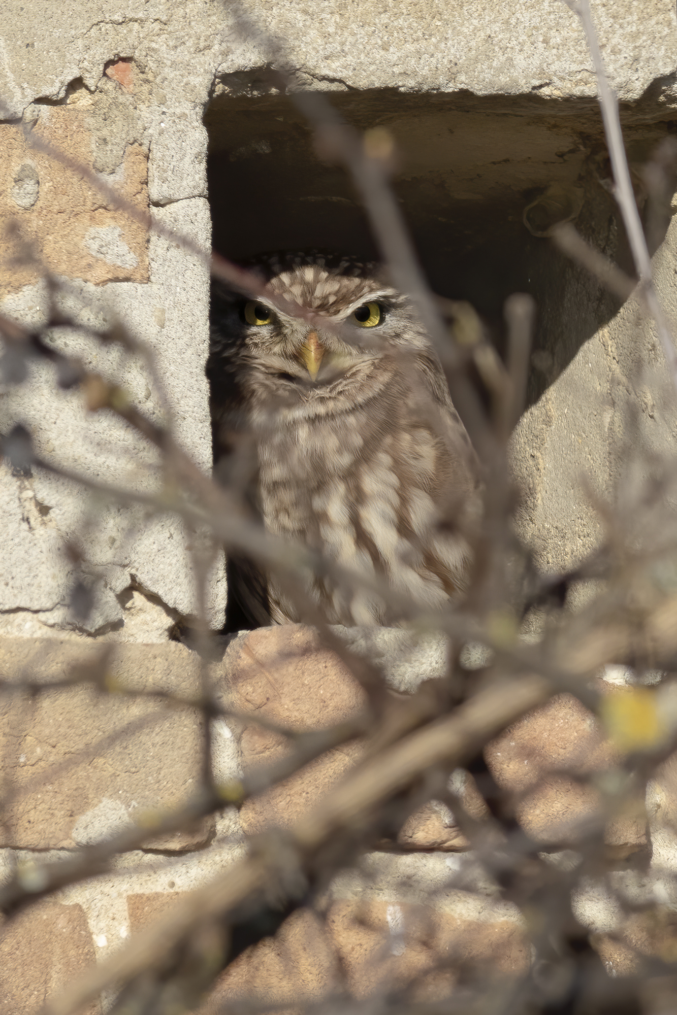 Civetta Infrattata
