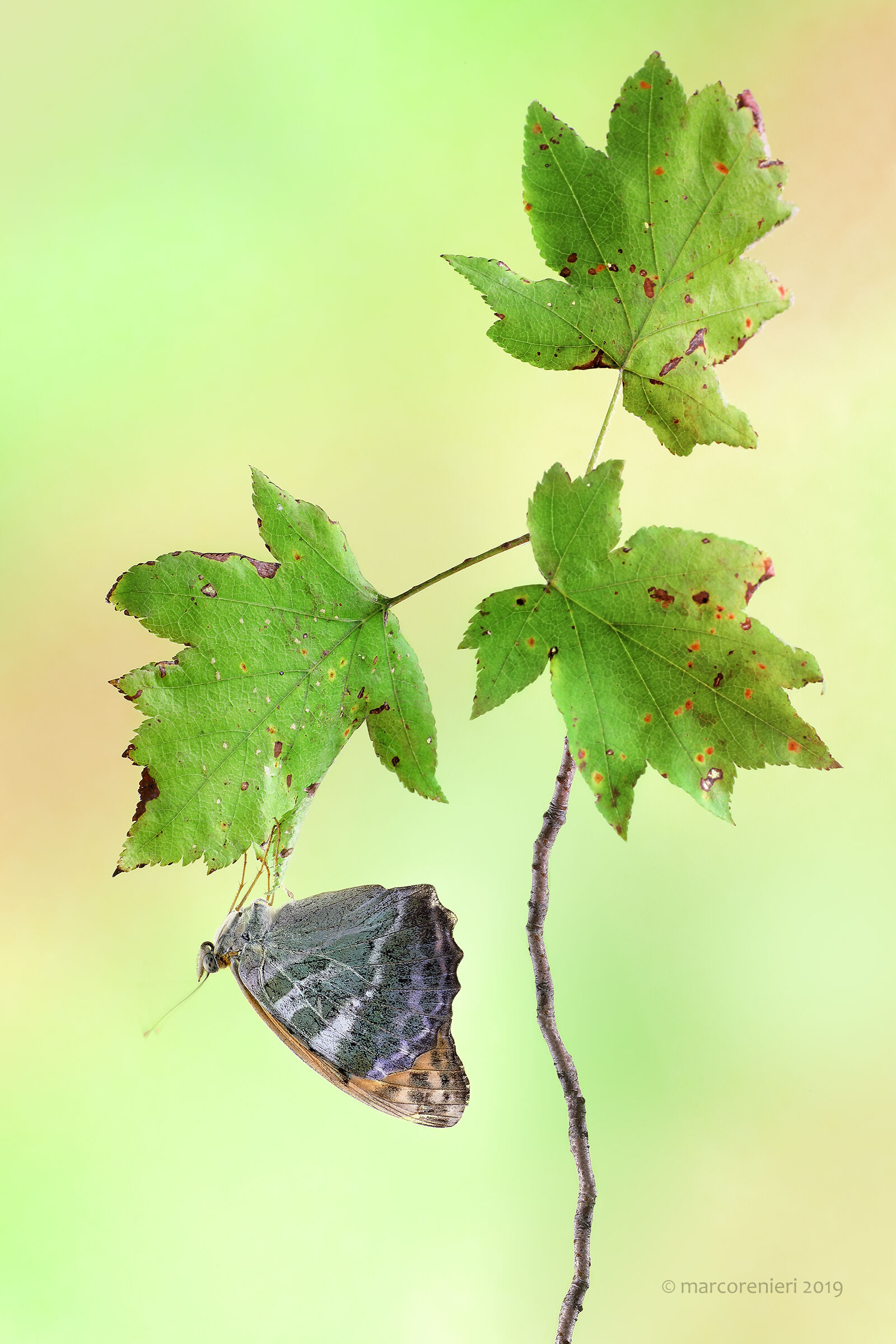Argynnis paphia