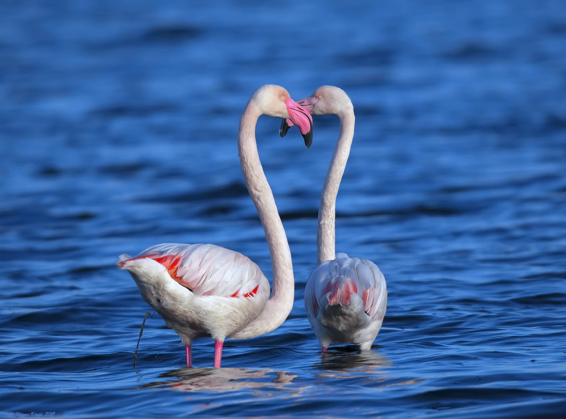 Flamingos (Phoenicopterus roseus)