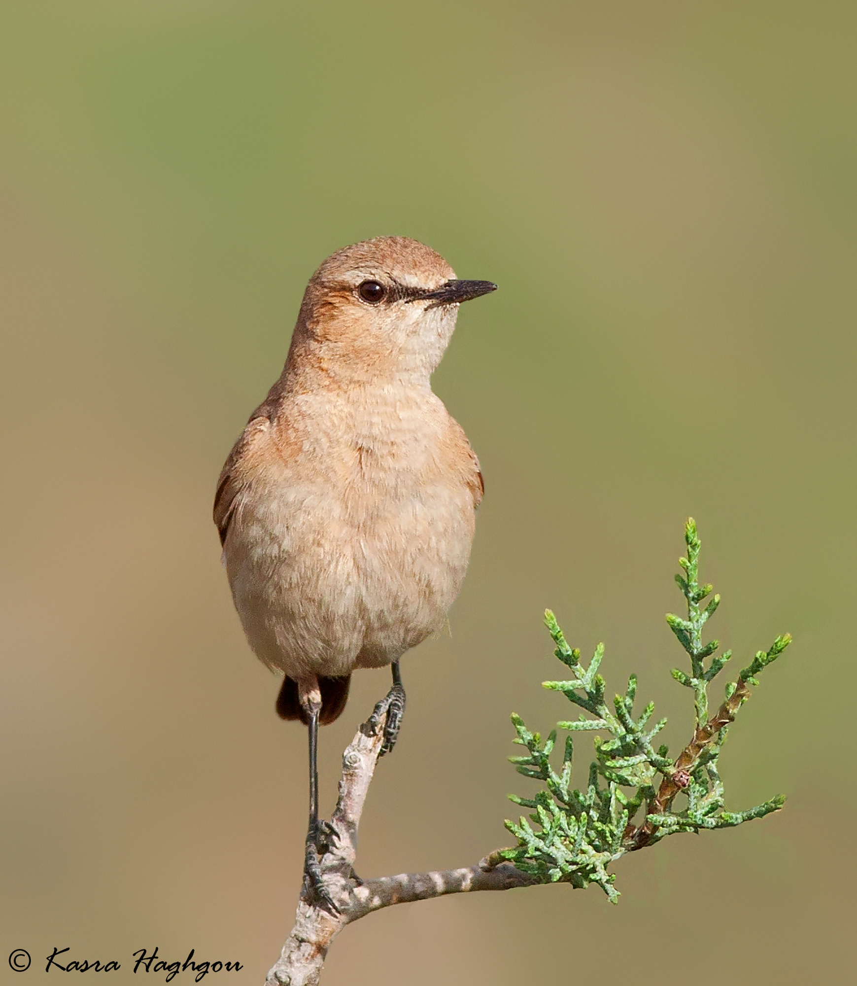 Isabelline wheatear
