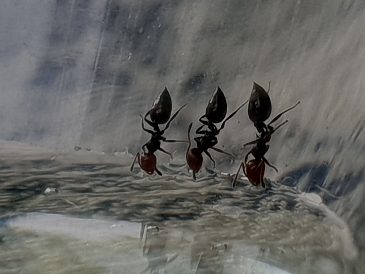 Drinking ants