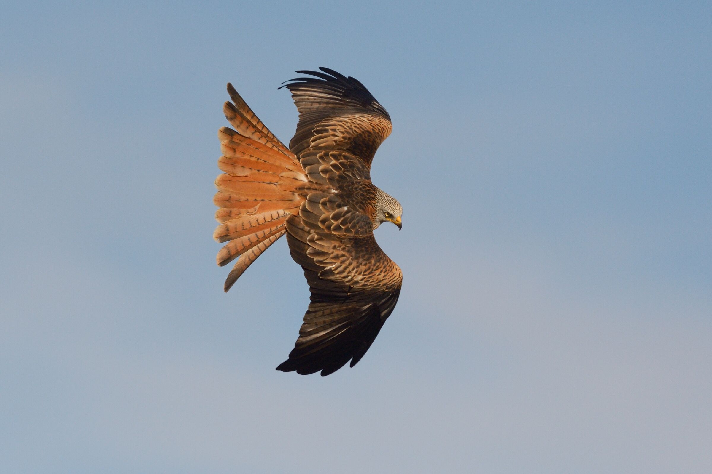Nibbio reale (Milvus milvus)