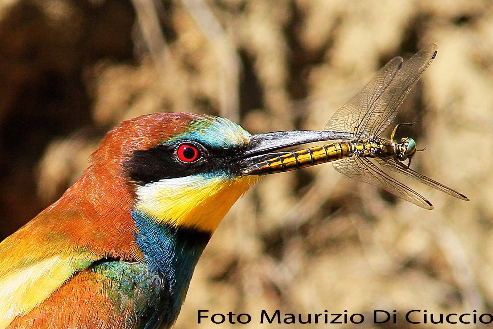 bee-eater with dragonfly