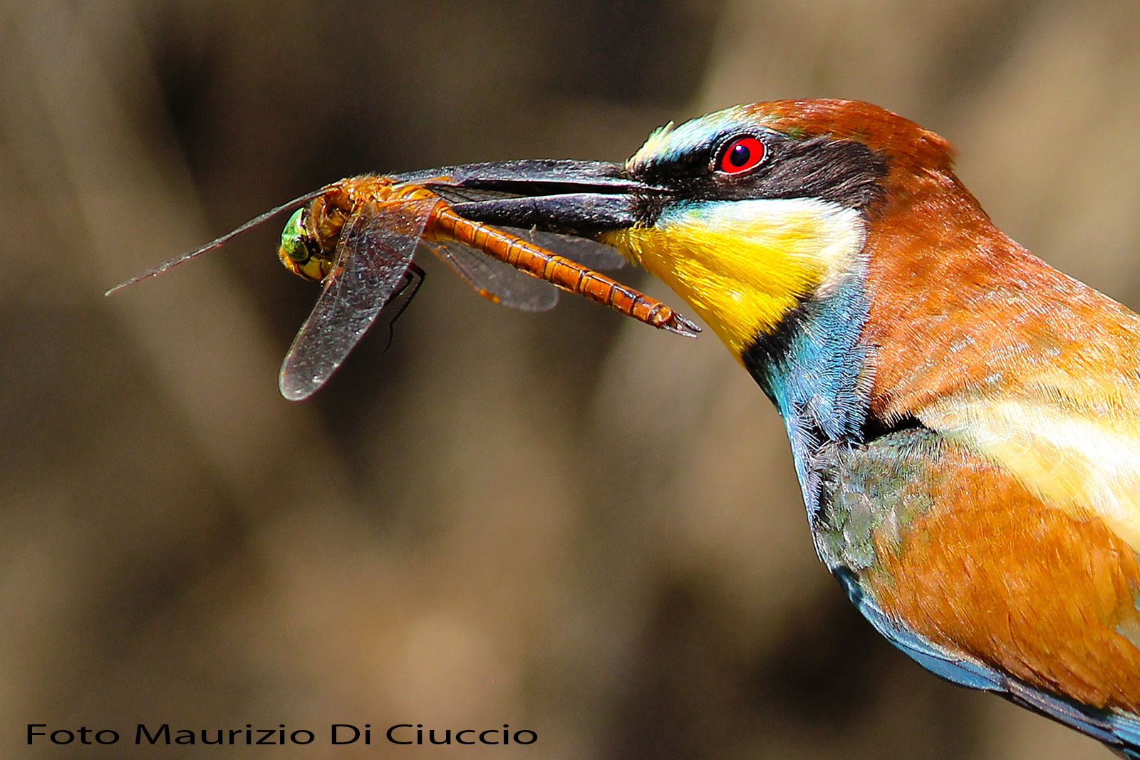 bee-eater with dragonfly