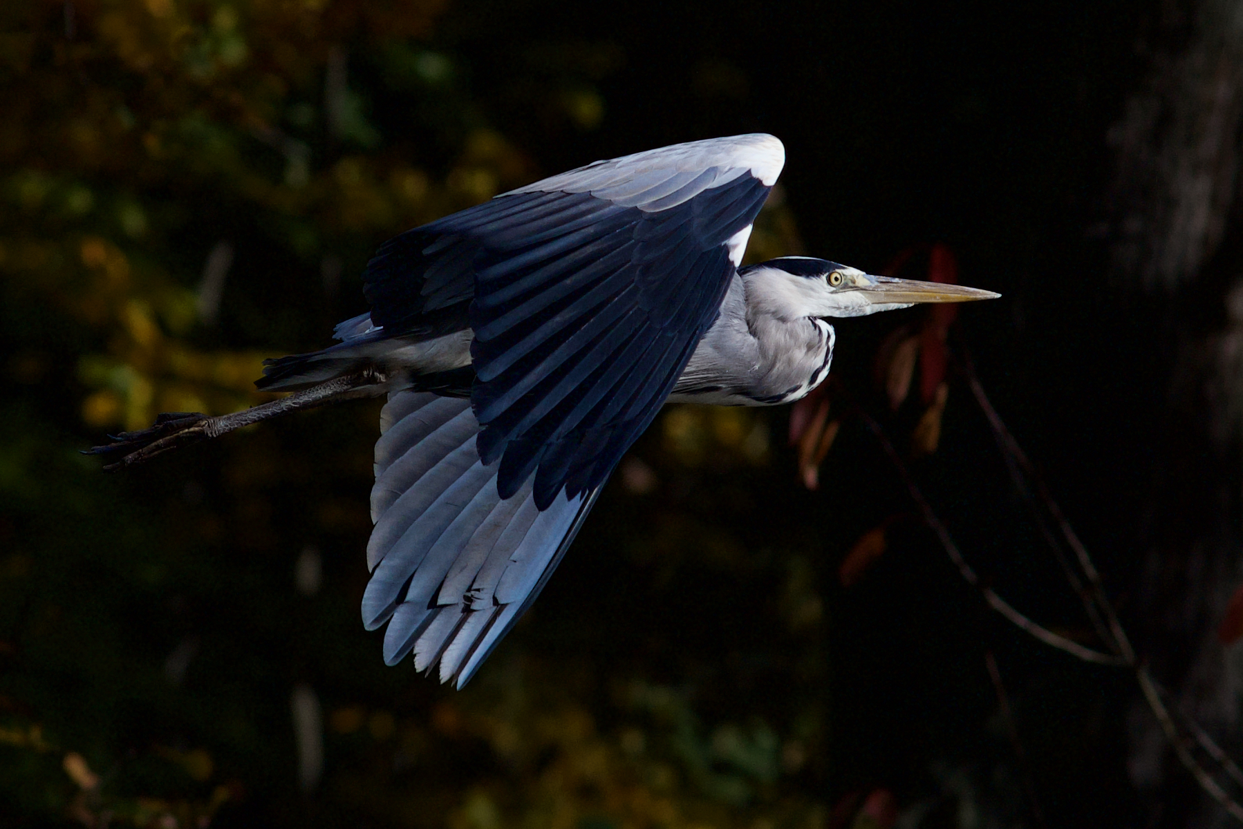 Heron