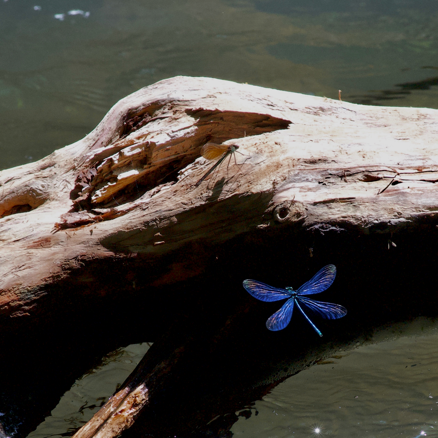 Damselfly (evil & female)