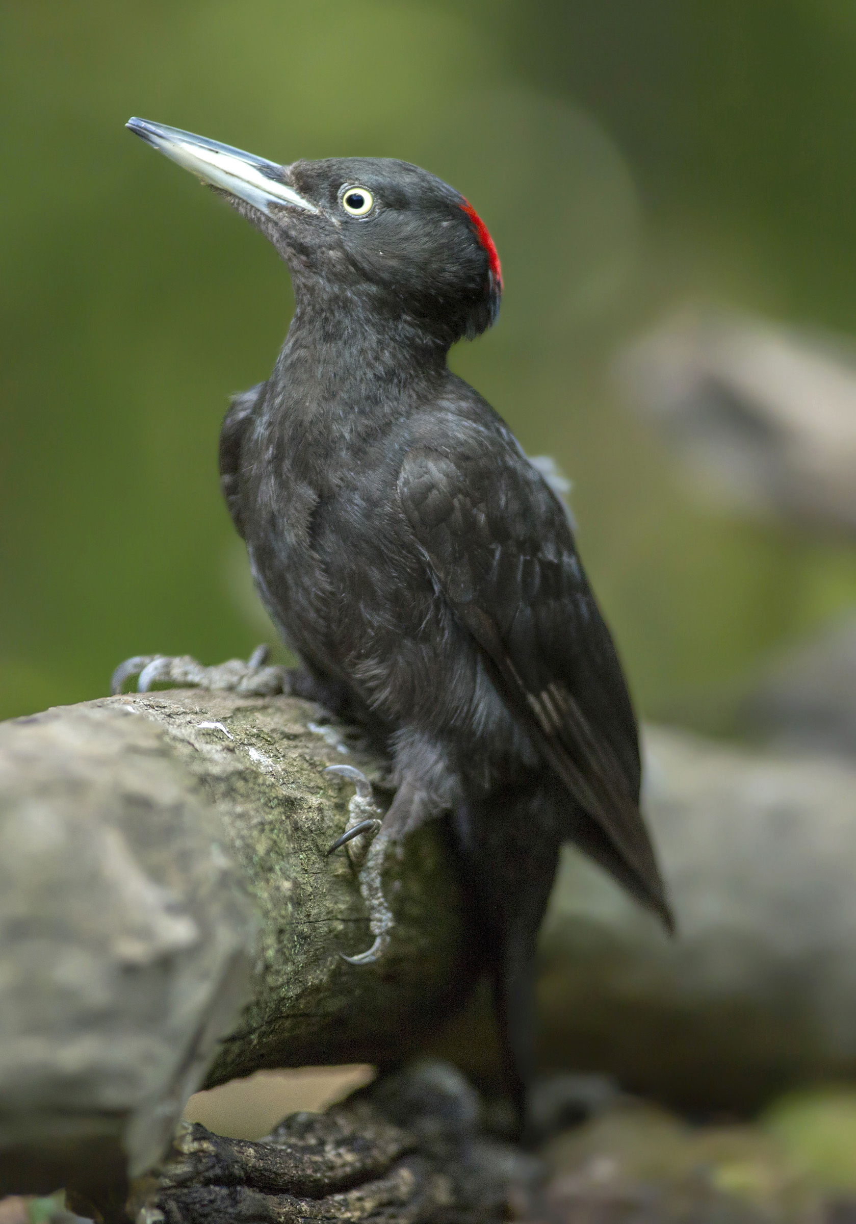 the ecstasy of the black woodpecker