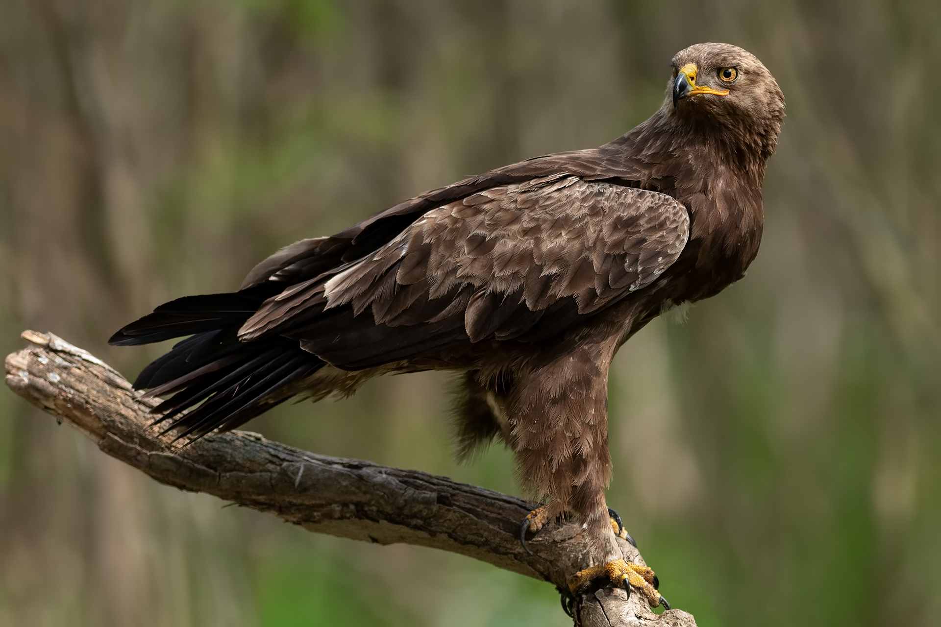 Aquila meno maculata