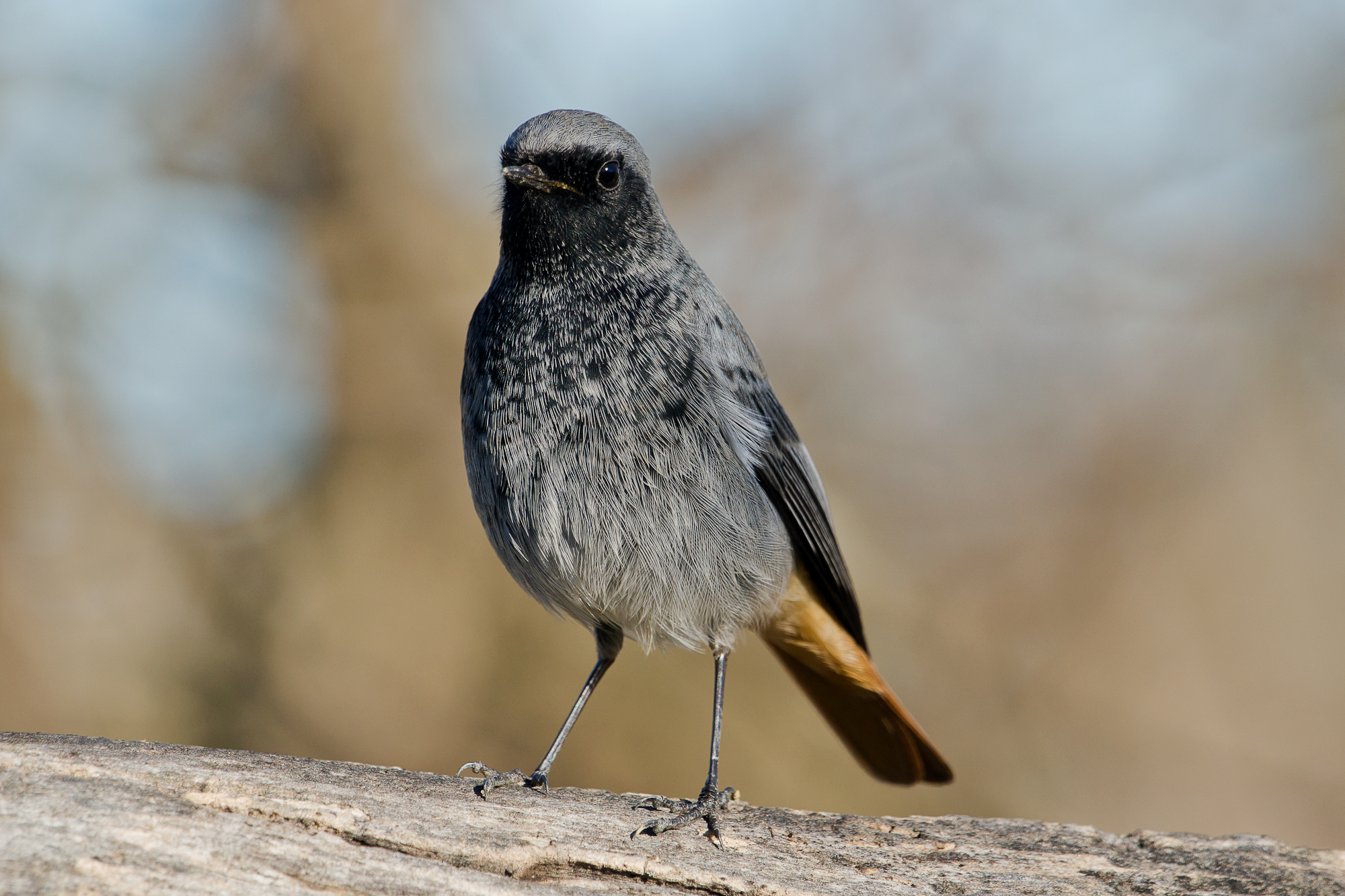 codisosso sweep (I know you're there)