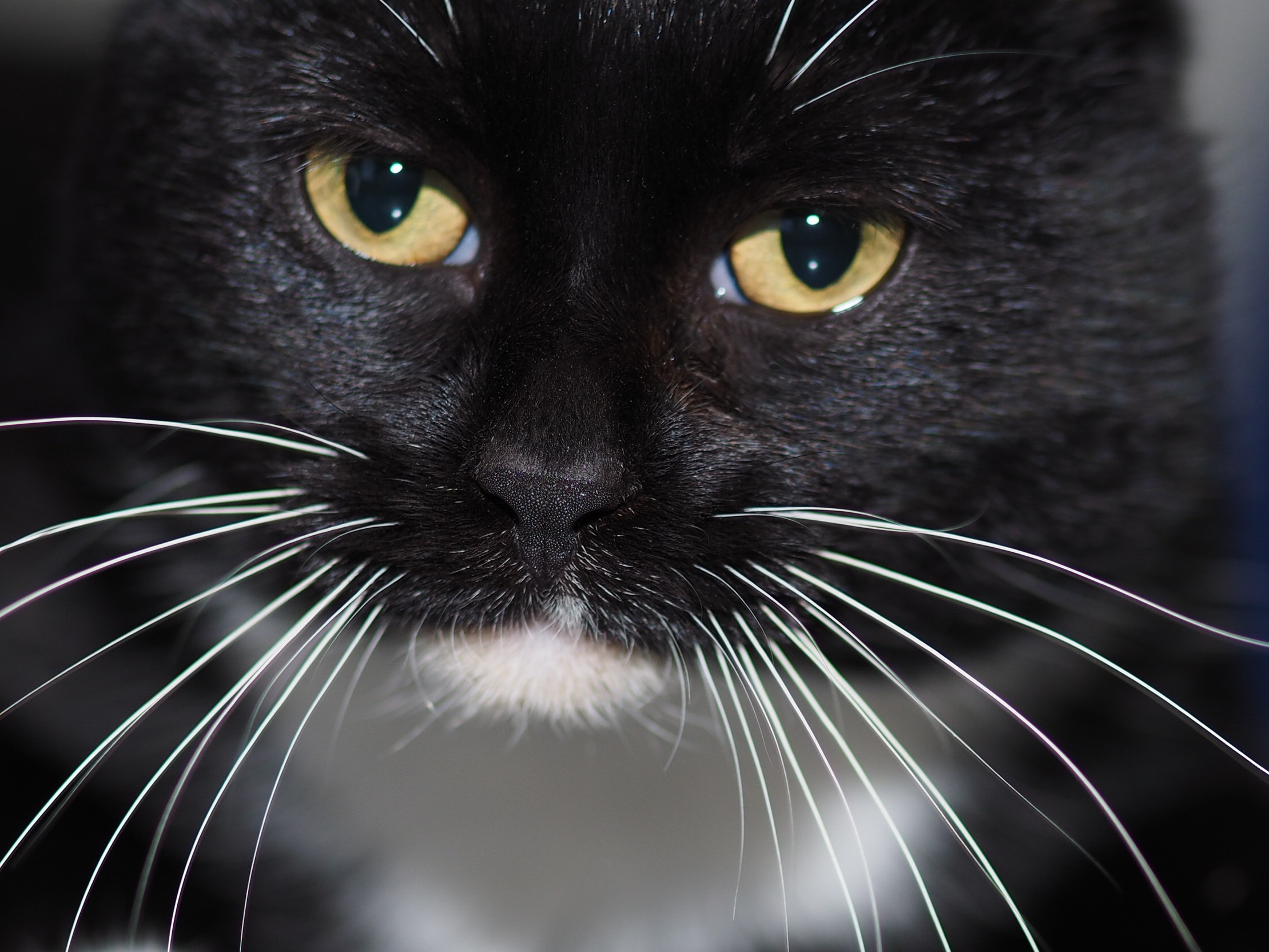 Che bello che sei...