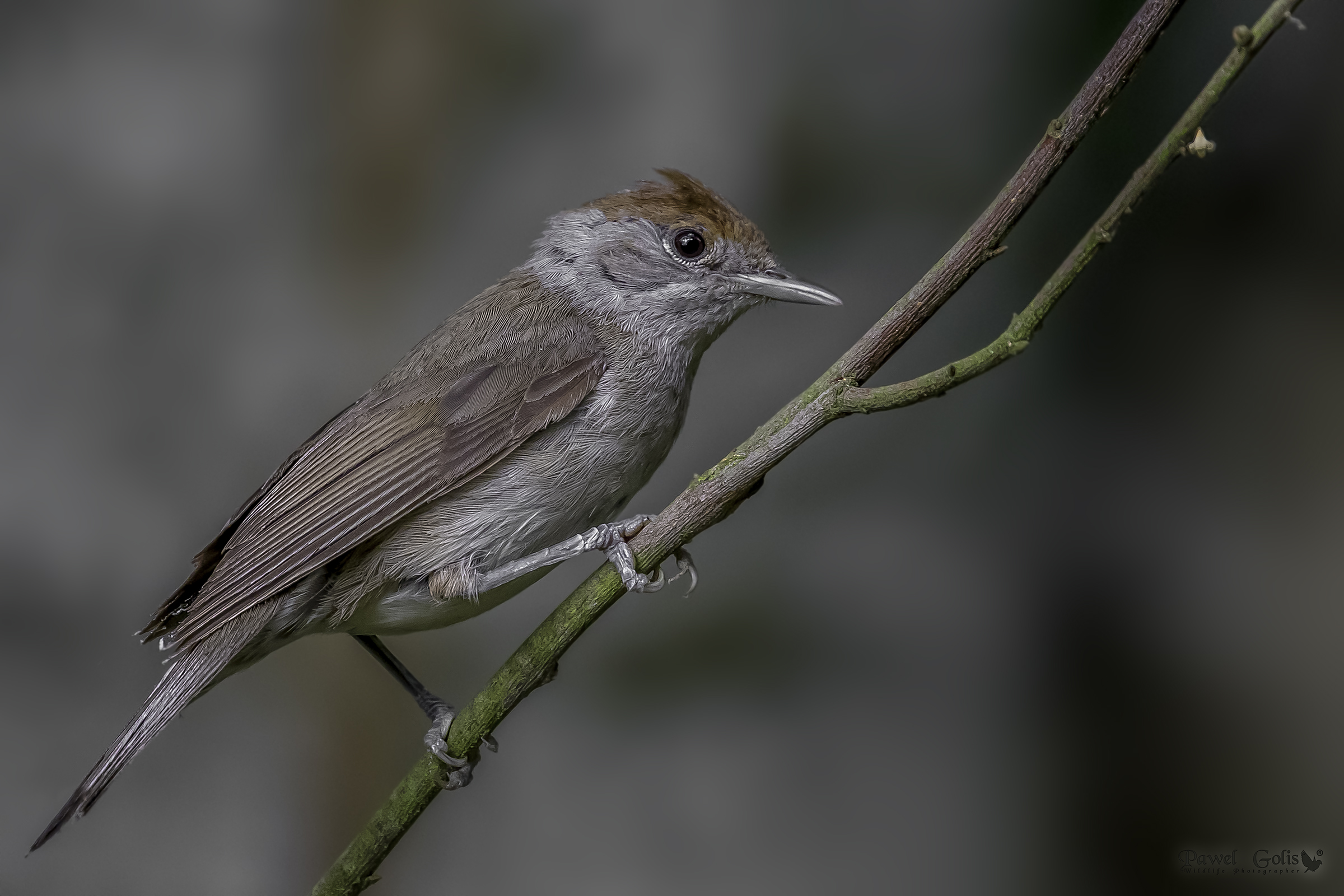 Berretto nero eurasiatico (Sylvia atricapilla)