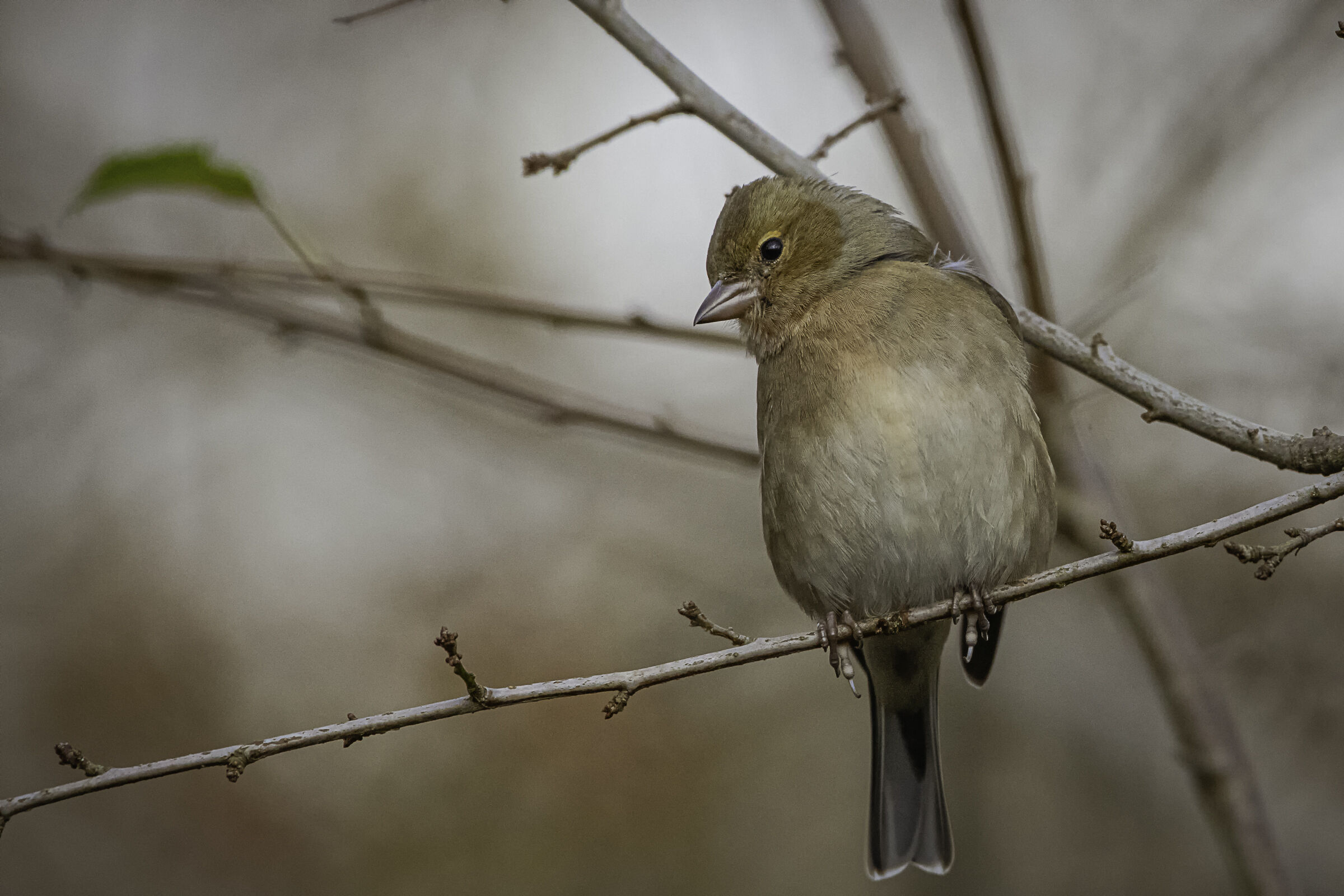 ... among the branches of the woods