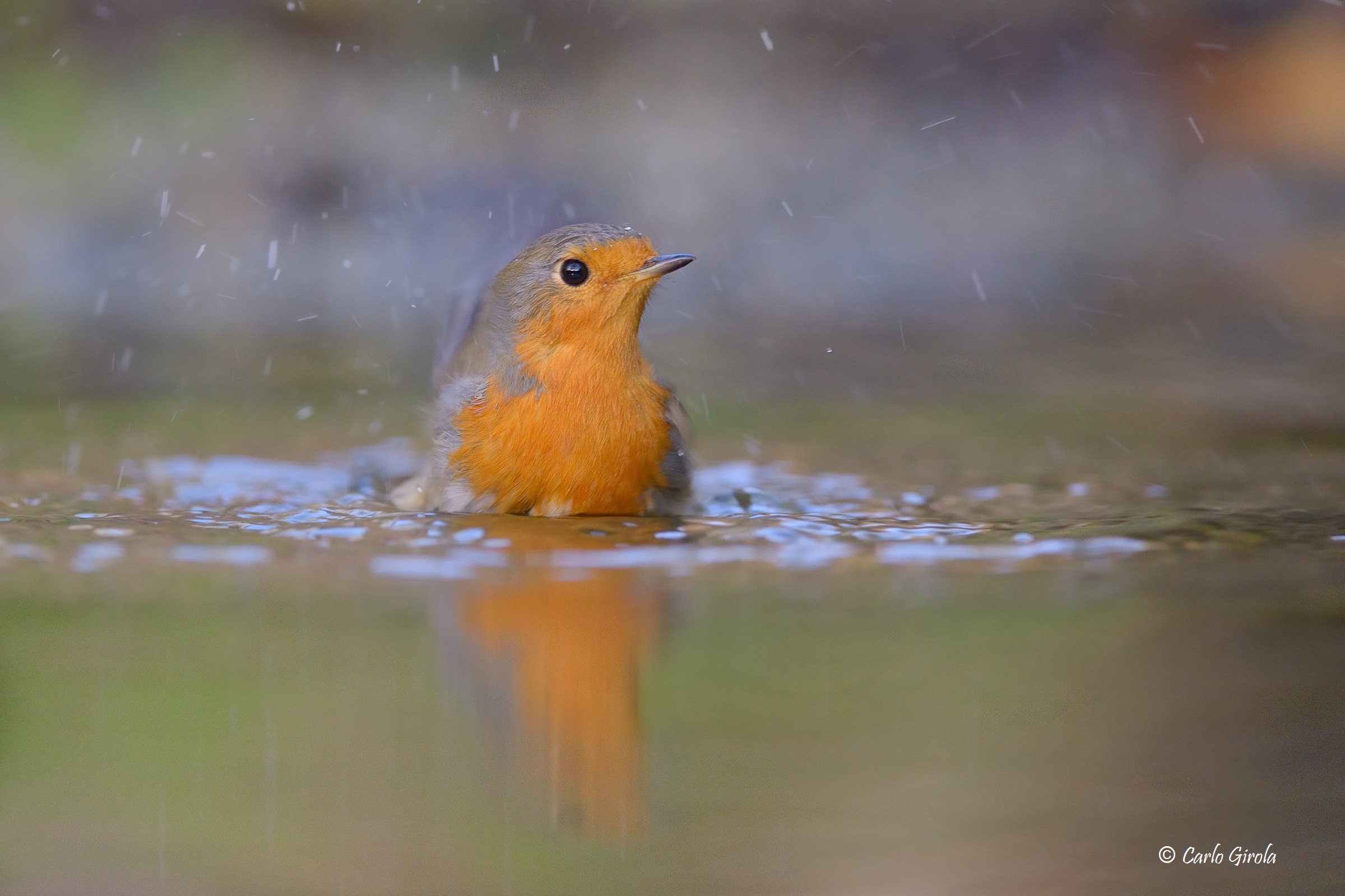 Robin (Erithacus rubecula)
