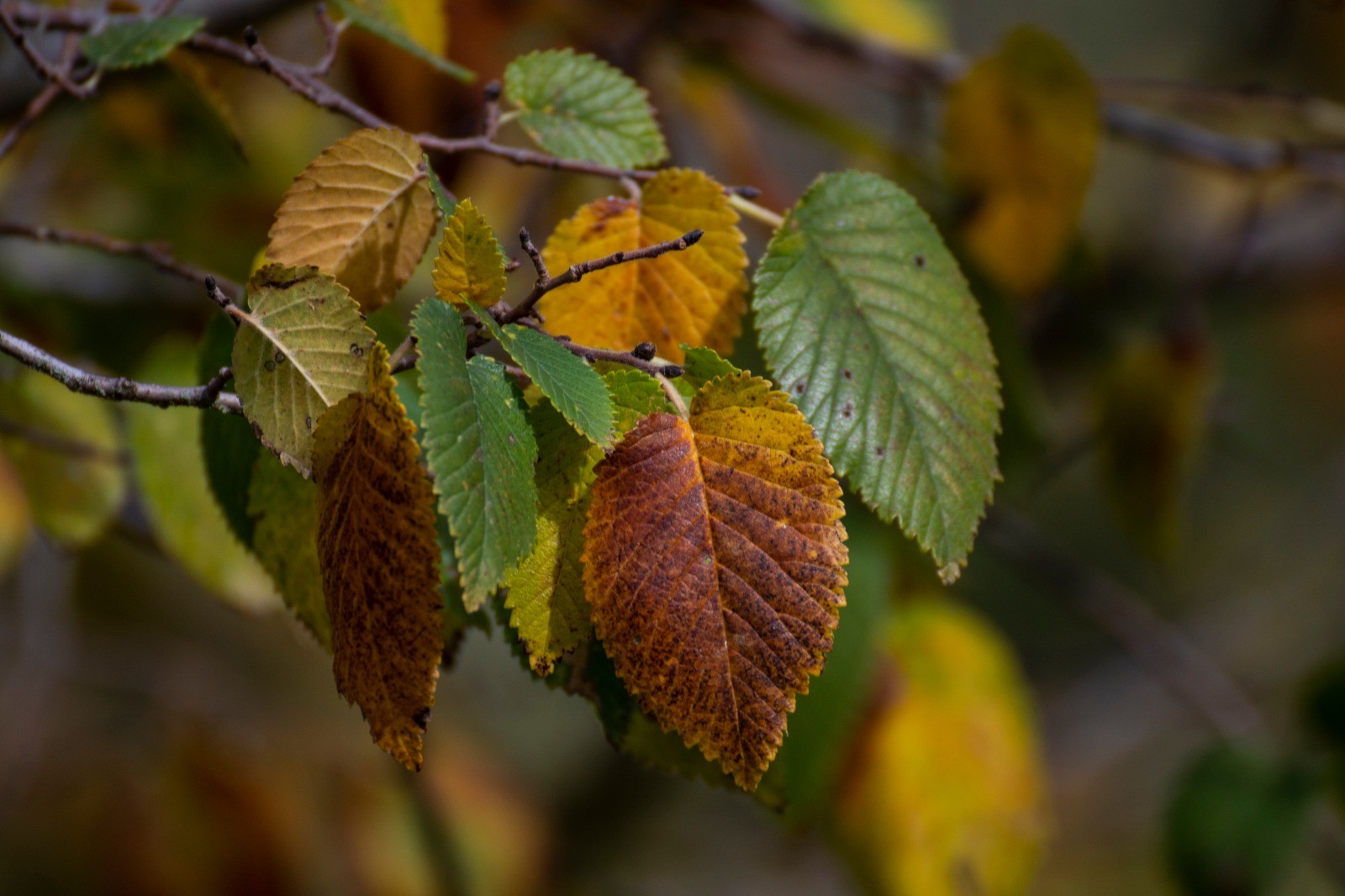 i colori dell'autunno