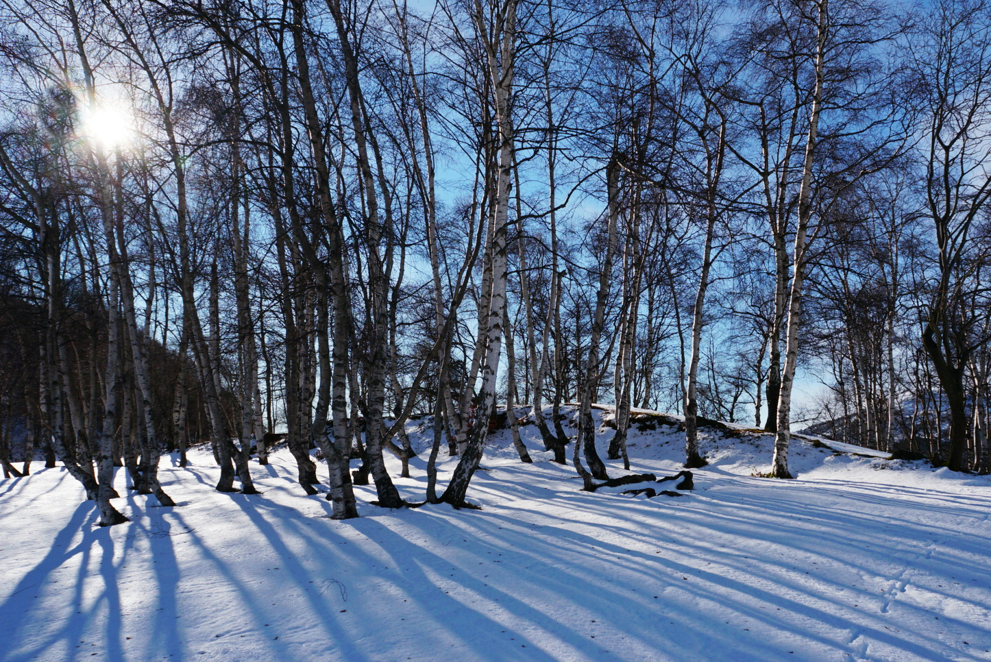 betulle in controluce al col del lys