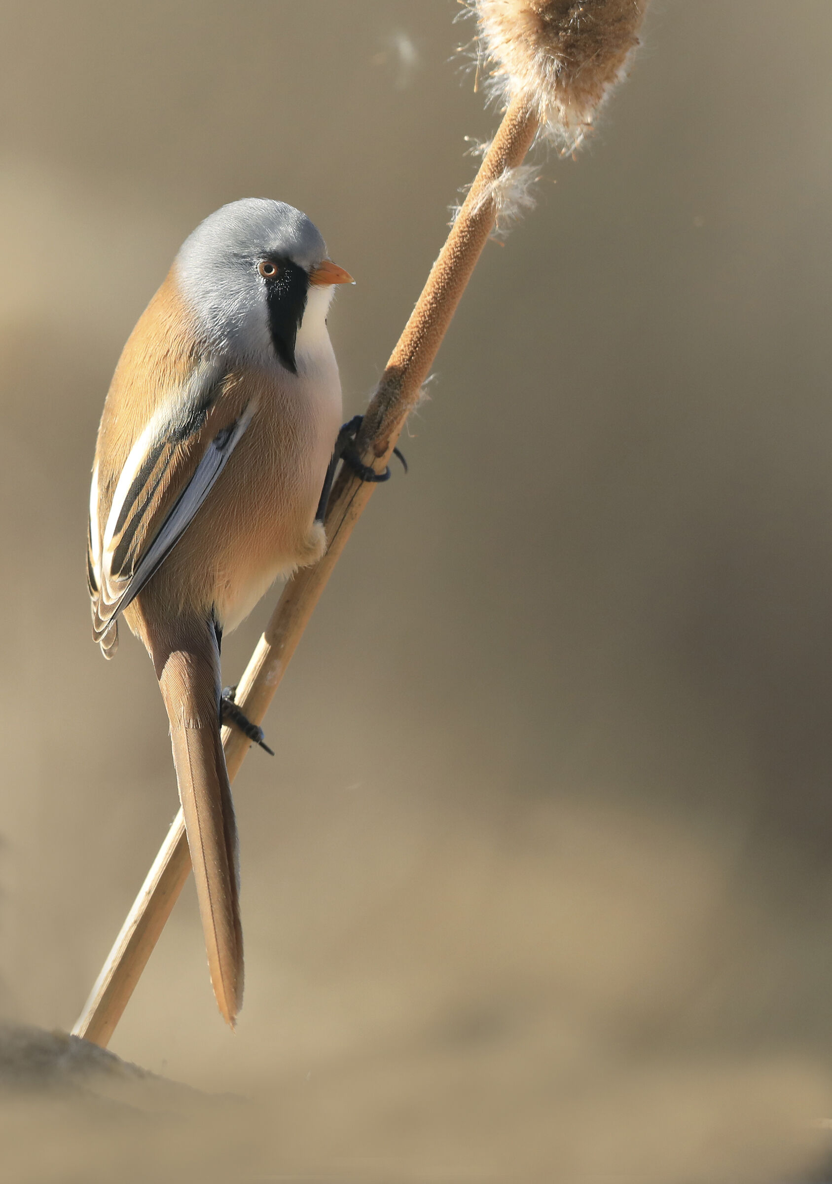 base between fog and sun