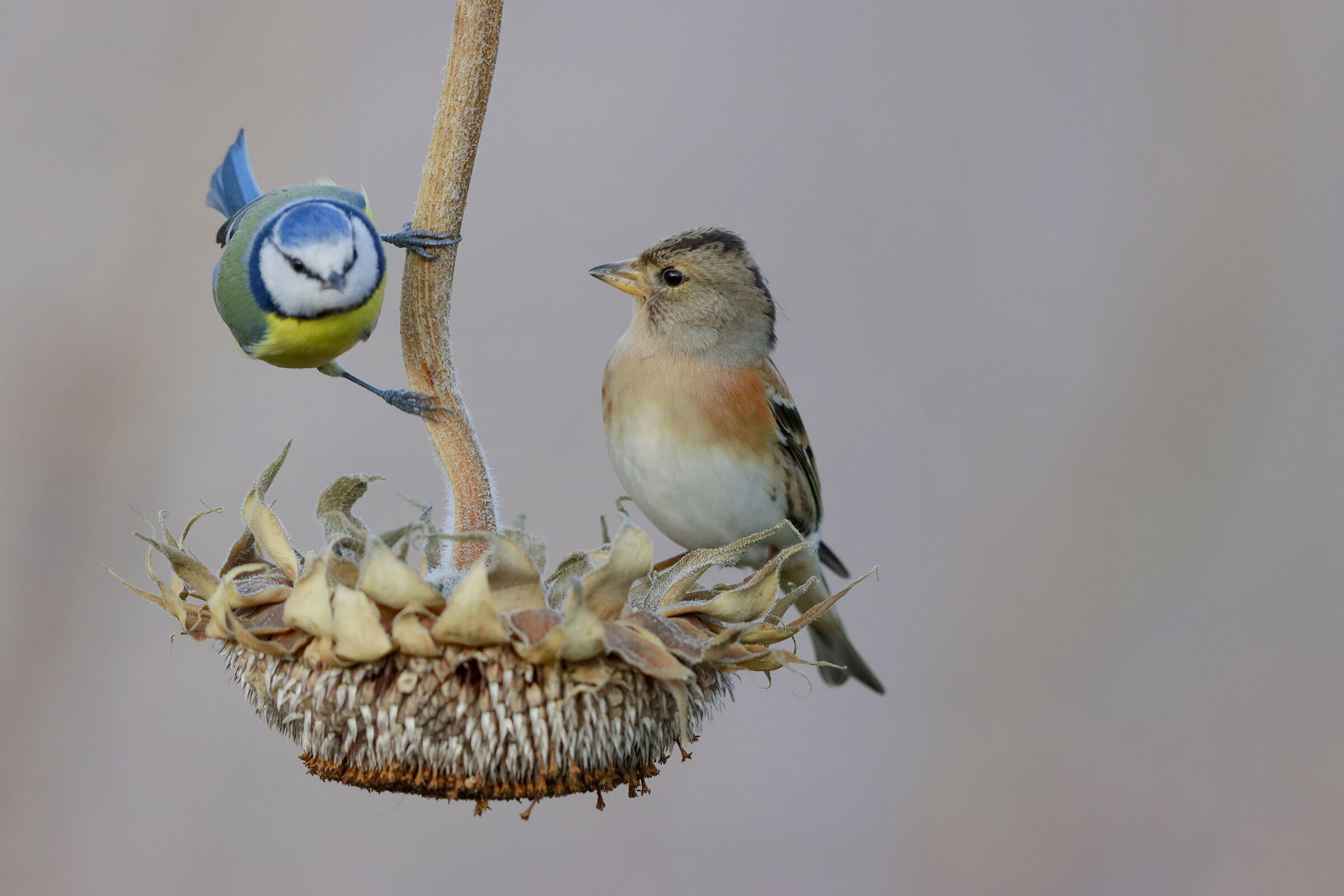 peppola with cinciarella