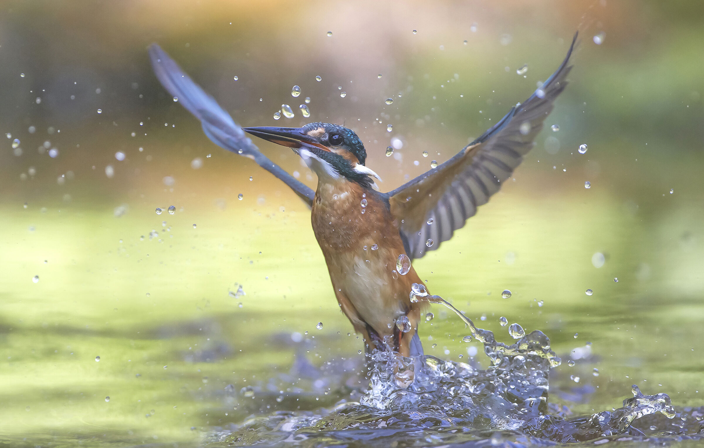 kingfisher, angel-flying