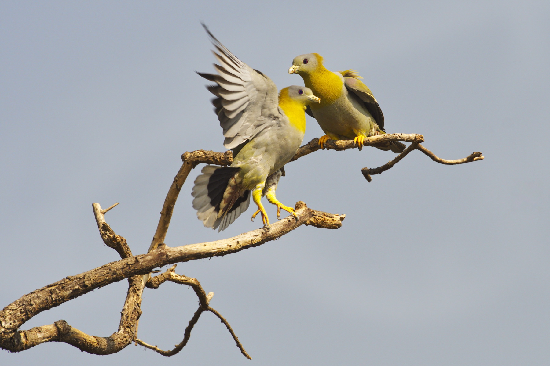 Yellow footed green pigeon