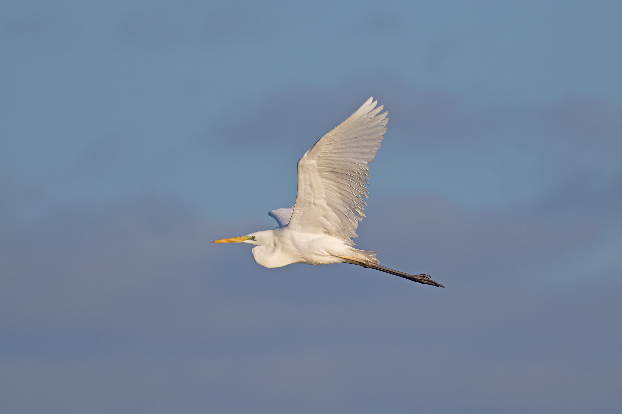 Greater White in Flight