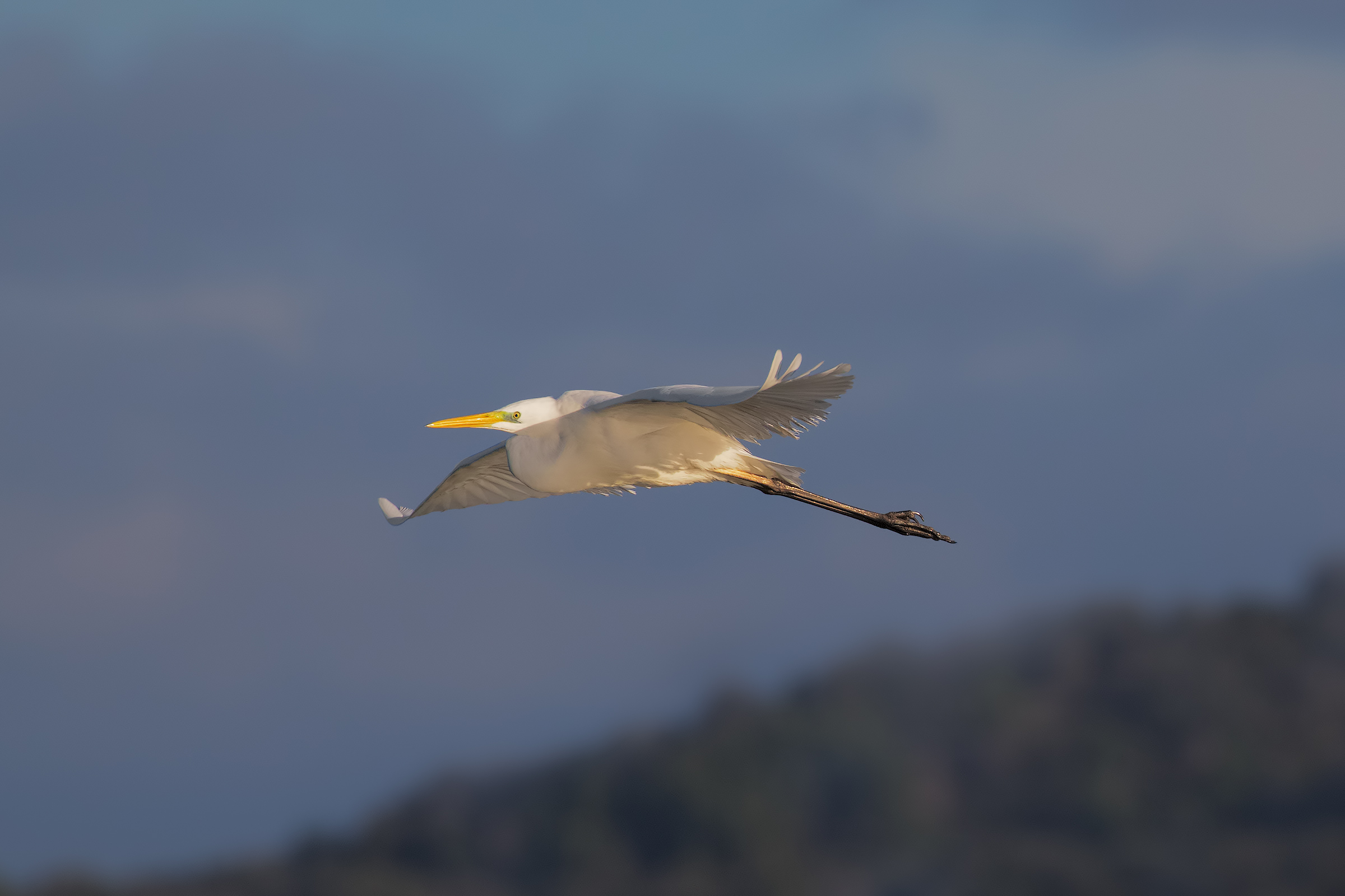 Bianco in Volo