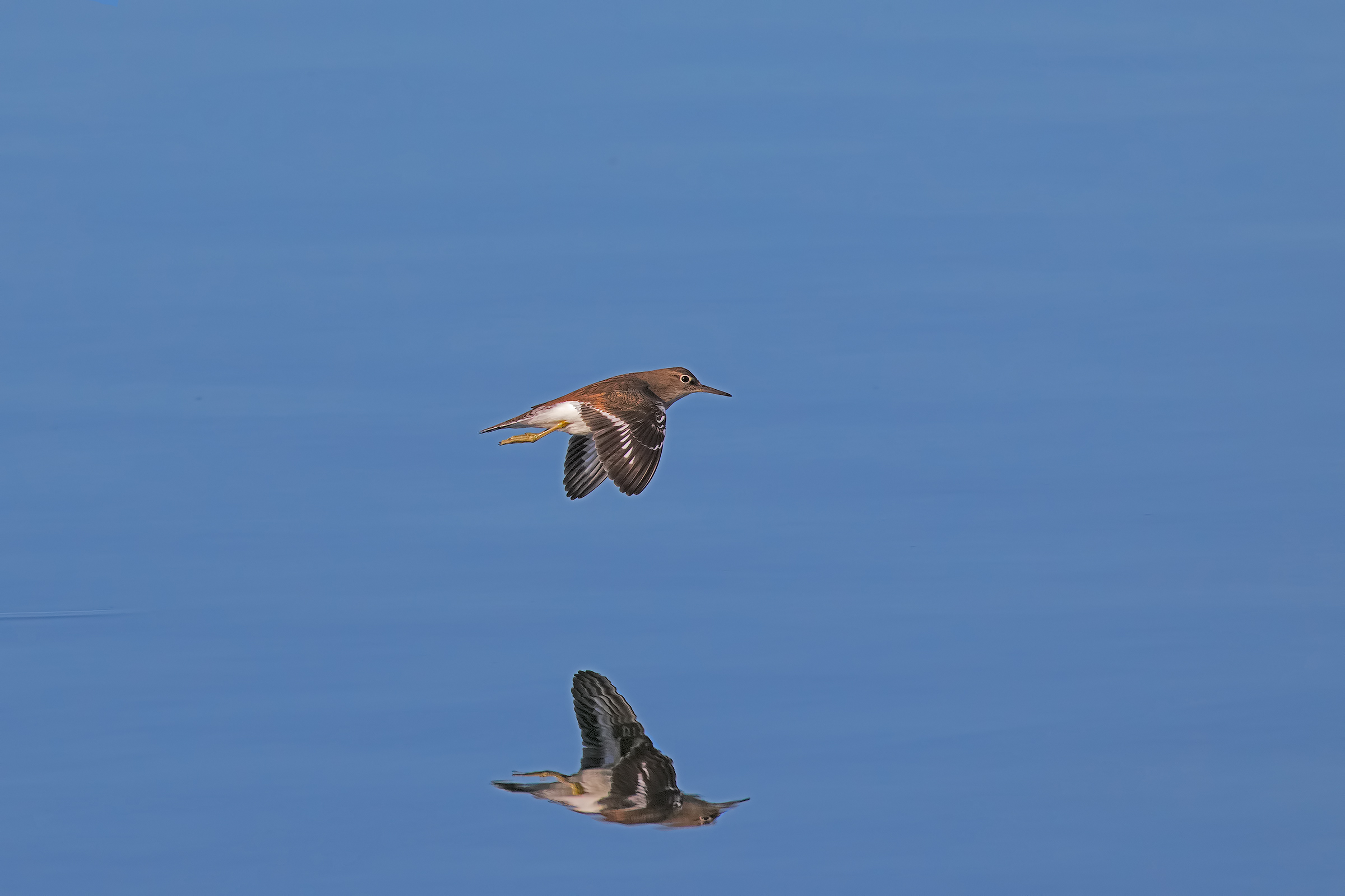 Prawn in shaving flight