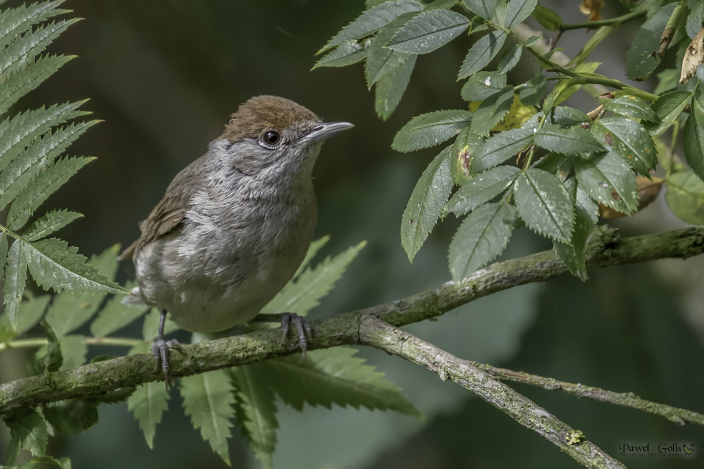 Berretto nero eurasiatico (Sylvia atricapilla)
